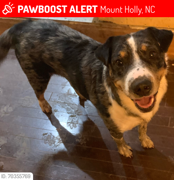 Lost Male Dog last seen Stanley Lucia Road, Sandy Ford Road, Mount Holly, NC 28120