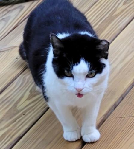 Lost Female Cat last seen Duchamp Drive, Charlotte, NC 28215