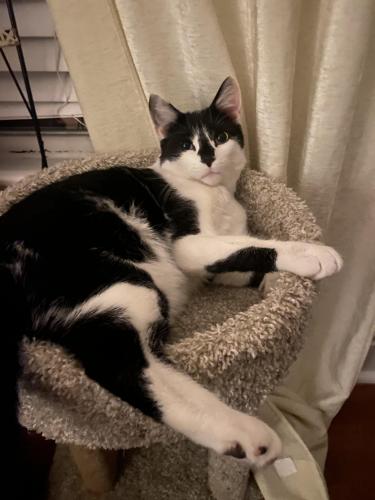 Lost Male Cat last seen Pawling ave , Troy, NY 12180