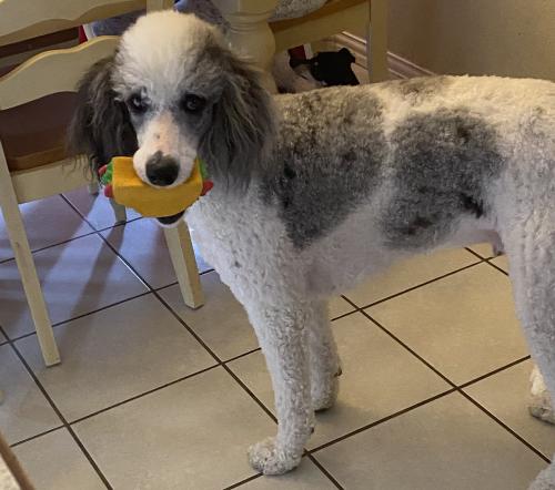 Lost Male Dog last seen Primrose and morning glory , Sanger, TX 76266
