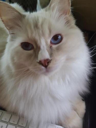 Lost Male Cat last seen West End Ave. & 62nd Street, New York, NY 10023