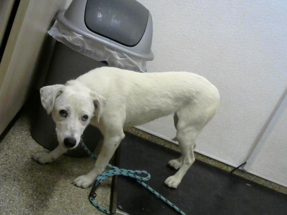 Shelter Stray Female Dog last seen Near BLOCK JUDY, Albuquerque, NM 87105