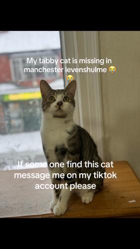 Lost Male Cat last seen Crow craft park , Levenshulme, England M12