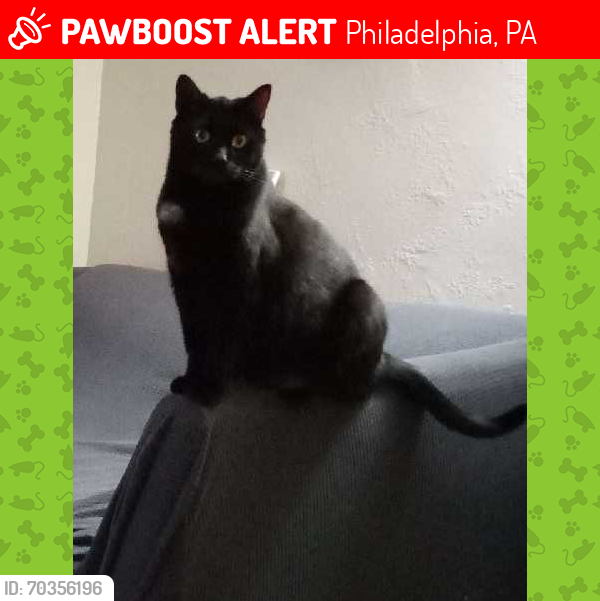 Lost Male Cat last seen Fairfield and Convent, Philadelphia, PA 19136