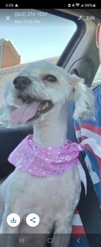 Lost Female Dog last seen Telegraph & Orr and day rd, Santa Fe Springs, CA 90670