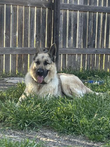 Lost Female Dog last seen Near west vega ln, Killeen, TX 76542