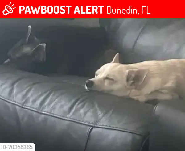 Lost Female Dog last seen Patricia & Virginia , Dunedin, FL 34698