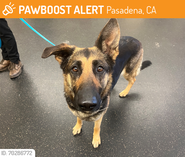 Shelter Stray Female Dog last seen GRAND AVE/ HERMOSA ST, Pasadena, CA 91105