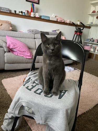 Lost Male Cat last seen Seabright Drive, Powell, OH 43065