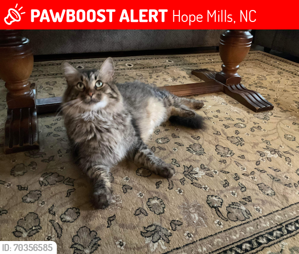 Lost Male Cat last seen MEADOWOOD CT. HOPE MILLS, NC, Hope Mills, NC 28348