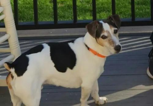 Lost Male Dog last seen Strausser Elementary School, Massillon, OH 44646