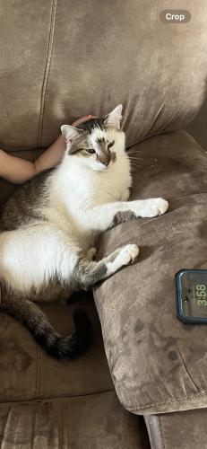Lost Male Cat last seen York forestwood, Forney, TX 75126