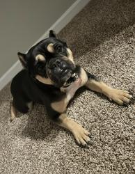 Lost Female Dog last seen Crestwicke Crossing , Jonesboro, GA 30236