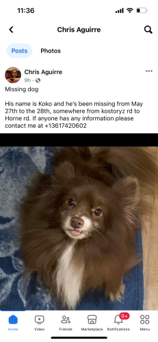 Lost Male Dog last seen Kostoryz and Manshein and Sunny brook, Corpus Christi, TX 78415