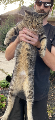 Lost Male Cat last seen Windsong Trail, Houston, TX 77084