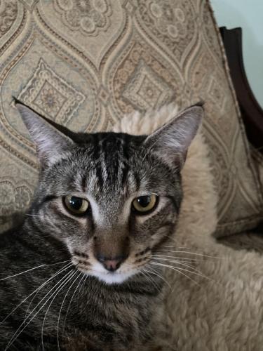 Lost Male Cat last seen Argyle and 32nd street, Vancouver, BC V5N 3Y1