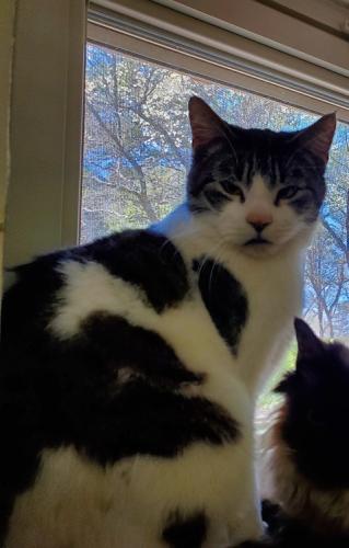 Lost Male Cat last seen Wrights Ferry Rd, Knoxville, TN 37919