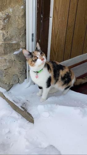 Lost Female Cat last seen Behind the old gold star on 125 in Amelia , Amelia, OH 45102