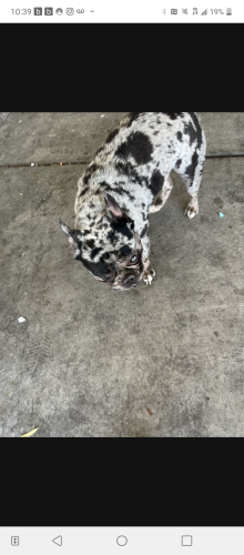 Lost Female Dog last seen Bruce and Tropical, North Las Vegas, NV 89030