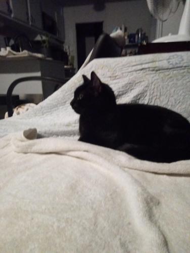 Lost Male Cat last seen Canyon hse Rd., Morongo Valley, CA 92256