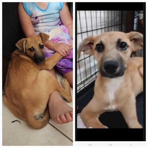 Lost Female Dog last seen Maurita dr and Goodfellow dr., Spring, TX 77373