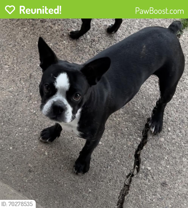 Reunited Female Dog last seen E Cartwright rd, Mesquite, TX 75149