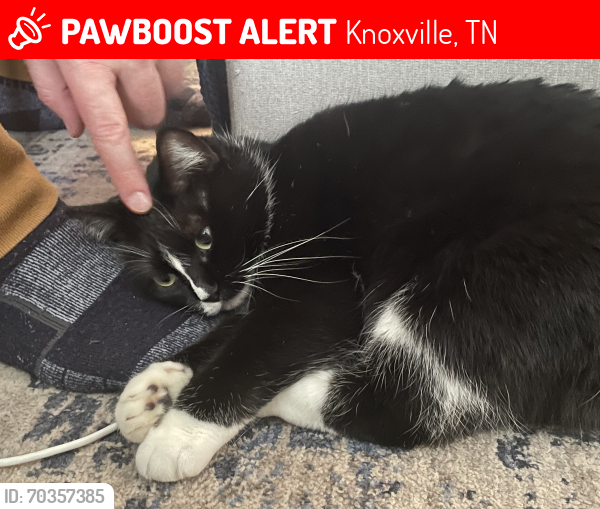 Lost Female Cat last seen Northshore drive, Knoxville, TN 37919