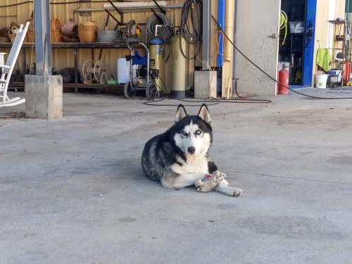 Lost Male Dog last seen Hollister & Pinemont, Houston, TX 77040