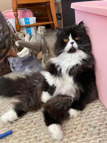 Lost Male Cat last seen Route 441, Fairport, NY 14450