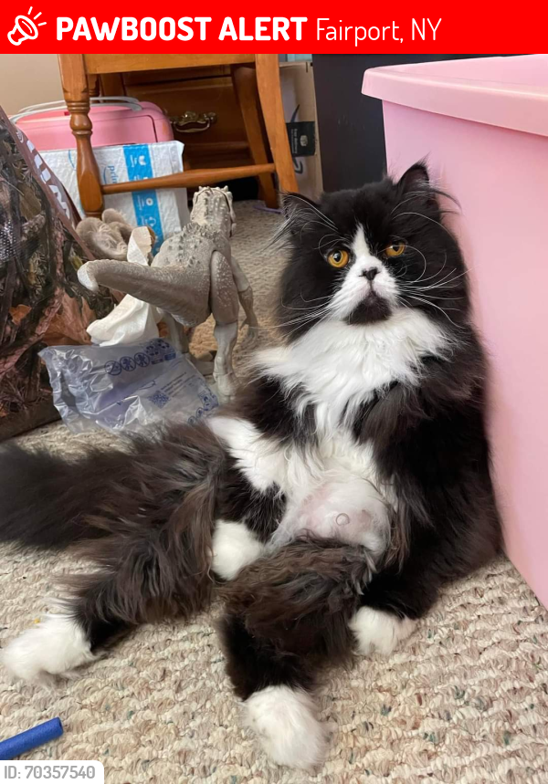 Lost Male Cat last seen Route 441, Fairport, NY 14450