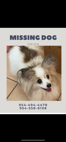Lost Male Dog last seen Mcnab and 94th in Tamarac, Tamarac, FL 33321