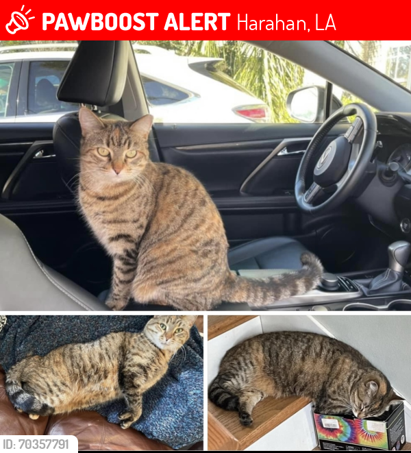 Lost Female Cat last seen Levee (bailey/river road), Harahan, LA 70123