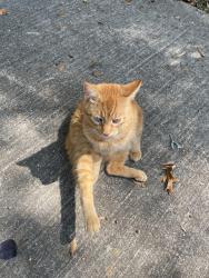Lost Male Cat last seen Lorman Lane, Madison County, MS 39110