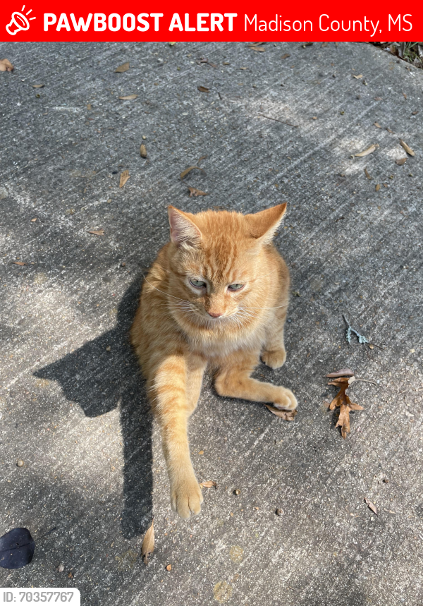 Lost Male Cat last seen Lorman Lane, Madison County, MS 39110