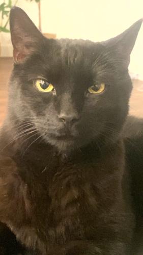 Lost Male Cat last seen S Hulapai, Liberty Cap, W Oleta, Cathedral Spries Ave , Clark County, NV 89161