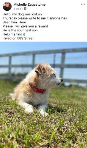Lost Male Dog last seen Nevada texas, Nevada, TX 75173