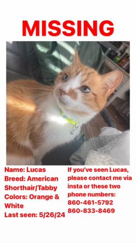 Lost Male Cat last seen Lovely st and Porter pl Avon CT, Avon, CT 06001