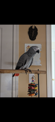 Lost Female Bird last seen between Leslie and Major McKenzie and Bayview and Major McKenzie, Richmond Hill, ON L4C 2K9