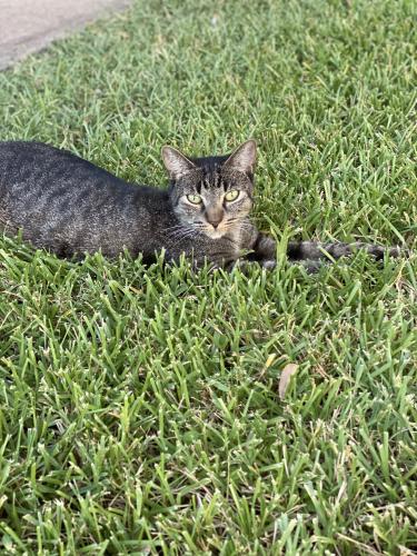 Lost Male Cat last seen Louetta and Eldridge, Tomball, TX 77377