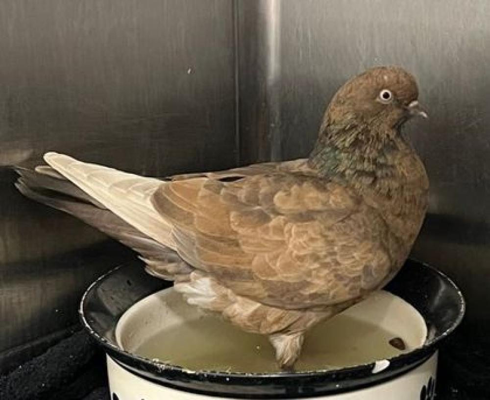 Shelter Stray Unknown Pigeon last seen Near W Ostend, 21230, MD, Baltimore, MD 21230