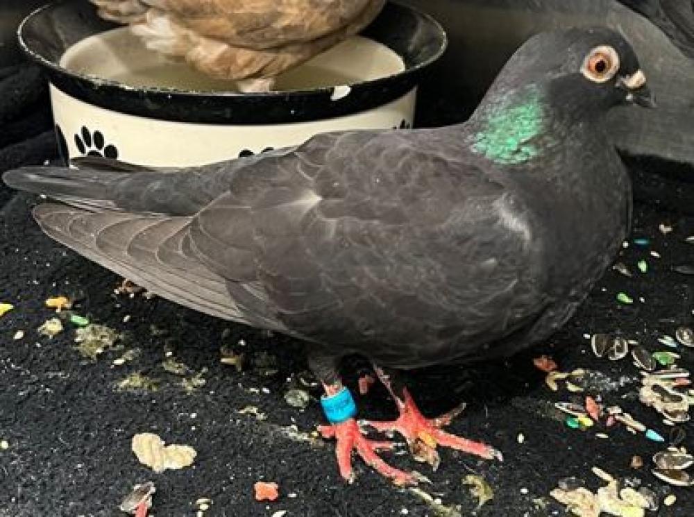 Shelter Stray Unknown Pigeon last seen Near W Ostend, 21230, MD, Baltimore, MD 21230