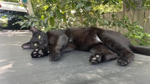 Lost Male Cat last seen Wedgeview/Bedford Euless RD , Hurst, TX 76053