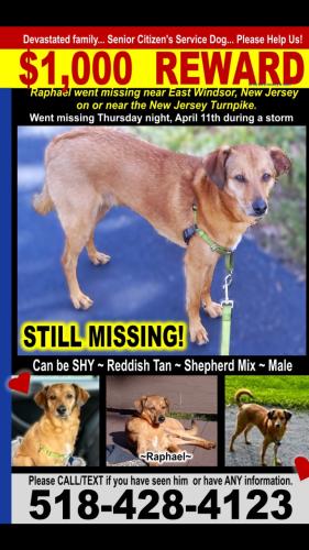 Lost Male Dog last seen Exit 8 new Jersey turnpike I95, East Brunswick, NJ 08816