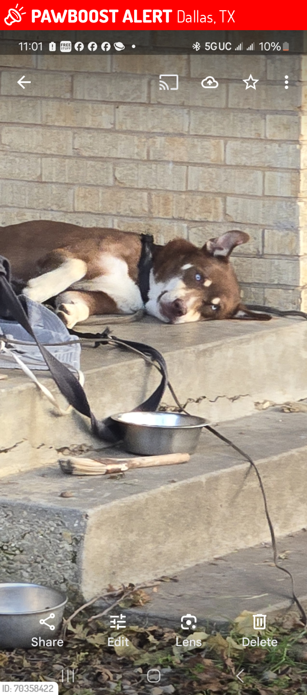 Lost Male Dog last seen Near & Haymarket Rd, Dallas, TX 75217