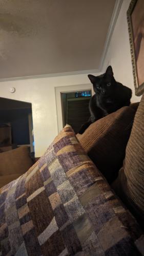 Lost Female Cat last seen Rock Ave, Woodrow St, Camellia, and N.  Churchill , Fayetteville, NC 28303