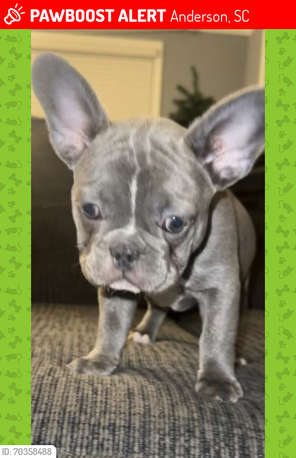 Lost Female Dog last seen West Whitner Street Anderson, SC, Anderson, SC 29622