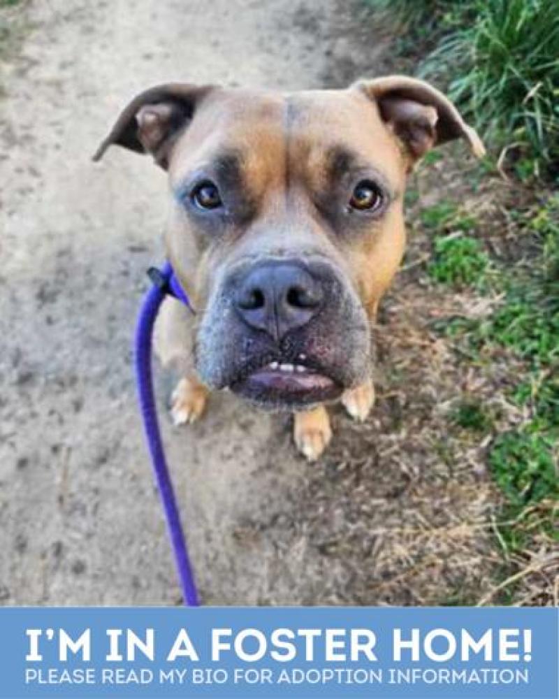 Shelter Stray Female Dog last seen Near Russell St Balt., MD 21230, 21230, MD, Baltimore, MD 21230