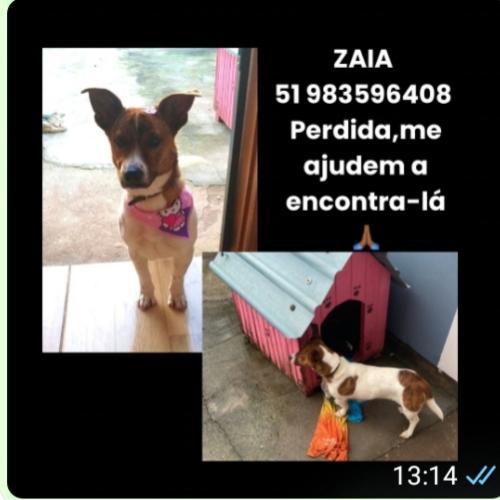 Lost Female Dog last seen JOÃO CORREIA, São Miguel, RS 93025-586