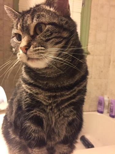Lost Female Cat last seen River Blvd and jones st sugar creek, Independence, MO 64050