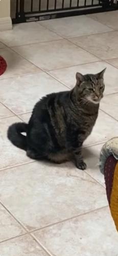 Lost Male Cat last seen Green Way Blvd and Silverwood Dr, Lake Mary, FL 32746